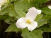 Show product details for Trillium grandiflorum Kath's Dwarf